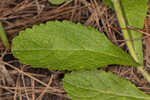 Carolina false vervain